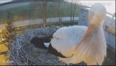 2023-04-23 20_31_54-(1) #Bocian na żywo z #gniazdo pod Zambrowem #WhiteStork #nest #livecam w #zambr.jpg