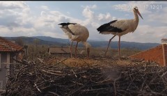 2023-04-23 20_57_52-Камера предава на живо от гнездо на щъркели в село Драгушиново_Camera from a sto.jpg