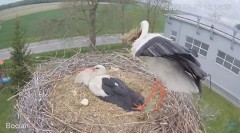 2023-04-25 21_38_00-#Bocian na żywo z #gniazdo pod Zambrowem #WhiteStork #nest #livecam w #zambrow #.jpg