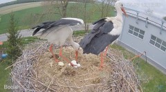 2023-04-25 21_38_45-#Bocian na żywo z #gniazdo pod Zambrowem #WhiteStork #nest #livecam w #zambrow #.jpg