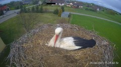 2023-04-26 19_15_41-Projekt Sąsiad Bocian - transmisja na żywo znad gniazda bociana białego w Woli Z.jpg