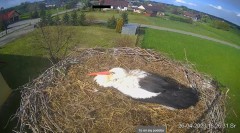 2023-04-26 19_16_10-Projekt Sąsiad Bocian - transmisja na żywo znad gniazda bociana białego w Woli Z.jpg