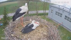 2023-04-26 19_54_00-#Bocian na żywo z #gniazdo pod Zambrowem #WhiteStork #nest #livecam w #zambrow #.jpg