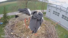 2023-04-26 19_54_19-#Bocian na żywo z #gniazdo pod Zambrowem #WhiteStork #nest #livecam w #zambrow #.jpg