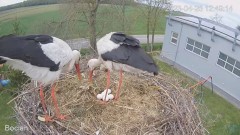 2023-04-26 19_54_30-#Bocian na żywo z #gniazdo pod Zambrowem #WhiteStork #nest #livecam w #zambrow #.jpg