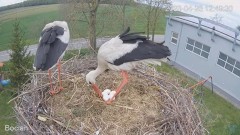 2023-04-26 19_54_47-#Bocian na żywo z #gniazdo pod Zambrowem #WhiteStork #nest #livecam w #zambrow #.jpg