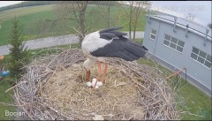 2023-04-27 21_46_05-#Bocian na żywo z #gniazdo pod Zambrowem #WhiteStork #nest #livecam w #zambrow #.jpg