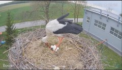 2023-04-27 21_46_15-#Bocian na żywo z #gniazdo pod Zambrowem #WhiteStork #nest #livecam w #zambrow #.jpg