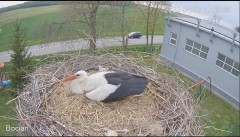 2023-04-27 21_46_19-#Bocian na żywo z #gniazdo pod Zambrowem #WhiteStork #nest #livecam w #zambrow #.jpg