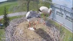 2023-05-04 22_33_16-#Bocian na żywo z #gniazdo pod Zambrowem #WhiteStork #nest #livecam w #zambrow #.jpg