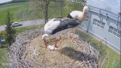 2023-05-04 22_33_21-#Bocian na żywo z #gniazdo pod Zambrowem #WhiteStork #nest #livecam w #zambrow #.jpg