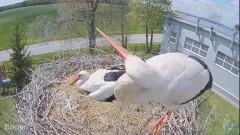 2023-05-04 22_33_30-#Bocian na żywo z #gniazdo pod Zambrowem #WhiteStork #nest #livecam w #zambrow #.jpg