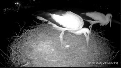 2023-05-05 22_08_47-Projekt Sąsiad Bocian - transmisja na żywo znad gniazda bociana białego w Woli Z.jpg