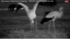 2023-05-09 20_59_02-Bocian LIVE E.1 - Polskie Towarzystwo Ochrony Ptaków – Maxthon.jpg