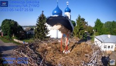 2023-05-14 12_04_32-Gniazdo Bocianie - Telewizja Sokółka [NA ŻYWO] _ IP Camera_ Stork's nest [LIVE] .jpg