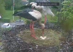 2023-05-17 10_27_11-Gniazdo bociana Tyrawa Wołoska - kamera na żywo WebCamera.pl – Maxthon.jpg