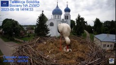 2023-05-18 19_42_38-Gniazdo Bocianie - Telewizja Sokółka [NA ŻYWO] _ IP Camera_ Stork's nest [LIVE] .jpg