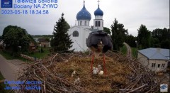 2023-05-18 19_48_10-Gniazdo Bocianie - Telewizja Sokółka [NA ŻYWO] _ IP Camera_ Stork's nest [LIVE] .jpg