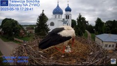 2023-05-19 17_29_20-Gniazdo Bocianie - Telewizja Sokółka [NA ŻYWO] _ IP Camera_ Stork's nest [LIVE] .jpg