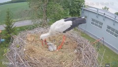 2023-05-19 19_59_31-#Bociany na żywo - #kamera na #gniazdo #Zambrow #WhiteStork #nest #livecam #ptak.jpg