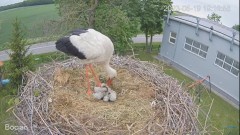 2023-05-19 19_57_46-#Bociany na żywo - #kamera na #gniazdo #Zambrow #WhiteStork #nest #livecam #ptak.jpg
