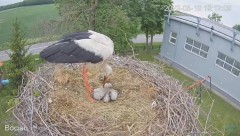 2023-05-19 19_57_54-#Bociany na żywo - #kamera na #gniazdo #Zambrow #WhiteStork #nest #livecam #ptak.jpg