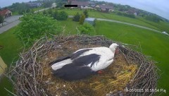 2023-05-19 20_07_20-Projekt Sąsiad Bocian - transmisja na żywo znad gniazda bociana białego w Woli Z.jpg