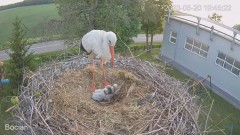 2023-05-20 22_45_21-#Bociany na żywo - #kamera na #gniazdo #Zambrow #WhiteStork #nest #livecam #ptak.jpg