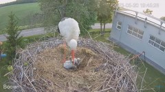 2023-05-20 22_45_27-#Bociany na żywo - #kamera na #gniazdo #Zambrow #WhiteStork #nest #livecam #ptak.jpg