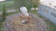 2023-05-20 22_45_34-#Bociany na żywo - #kamera na #gniazdo #Zambrow #WhiteStork #nest #livecam #ptak.jpg