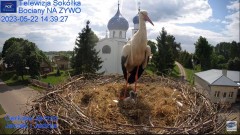 2023-05-22 22_32_12-Gniazdo Bocianie - Telewizja Sokółka [NA ŻYWO] _ IP Camera_ Stork's nest [LIVE] .jpg