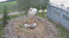 2023-05-23 23_32_17-(1) #Bociany na żywo - #kamera na #gniazdo #Zambrow #WhiteStork #nest #livecam #.jpg