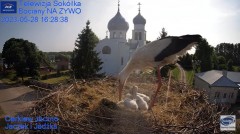2023-05-28 20_34_03-Gniazdo Bocianie - Telewizja Sokółka [NA ŻYWO] _ IP Camera_ Stork's nest [LIVE] .jpg