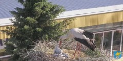 2023-06-01 20_55_14-(2) Transmisja na żywo z gniazda rodziny bocianów w Borowiu, powiat garwoliński .jpg