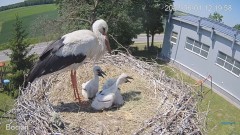 2023-06-01 23_18_07-#Bociany na żywo - #kamera na #gniazdo #Zambrow #WhiteStork #nest #livecam #ptak.jpg