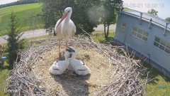 2023-06-01 23_18_37-#Bociany na żywo - #kamera na #gniazdo #Zambrow #WhiteStork #nest #livecam #ptak.jpg