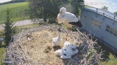 2023-06-03 23_21_15-#Bociany na żywo - #kamera na #gniazdo #Zambrow #WhiteStork #nest #livecam #ptak.jpg