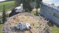 2023-06-03 23_21_30-#Bociany na żywo - #kamera na #gniazdo #Zambrow #WhiteStork #nest #livecam #ptak.jpg