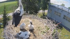 2023-06-03 23_21_36-#Bociany na żywo - #kamera na #gniazdo #Zambrow #WhiteStork #nest #livecam #ptak.jpg