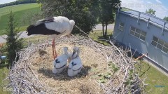 2023-06-03 23_21_46-#Bociany na żywo - #kamera na #gniazdo #Zambrow #WhiteStork #nest #livecam #ptak.jpg