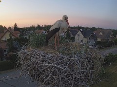 2023-06-06 21_10_56-BOCIANY kamera na żywo z gniazda w Pasłęku – Maxthon.jpg