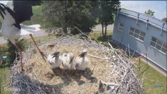 2023-06-06 23_11_25-#Bociany na żywo - #kamera na #gniazdo #Zambrow #WhiteStork #nest #livecam #ptak.jpg