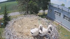 2023-06-07 23_02_58-#Bociany na żywo - #kamera na #gniazdo #Zambrow #WhiteStork #nest #livecam #ptak.jpg