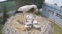 2023-06-07 23_03_27-#Bociany na żywo - #kamera na #gniazdo #Zambrow #WhiteStork #nest #livecam #ptak.jpg