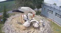 2023-06-07 23_03_44-#Bociany na żywo - #kamera na #gniazdo #Zambrow #WhiteStork #nest #livecam #ptak.jpg