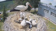 2023-06-07 23_04_14-#Bociany na żywo - #kamera na #gniazdo #Zambrow #WhiteStork #nest #livecam #ptak.jpg