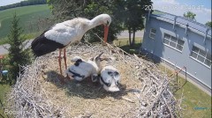 2023-06-08 23_30_58-#Bociany na żywo - #kamera na #gniazdo #Zambrow #WhiteStork #nest #livecam #ptak.jpg