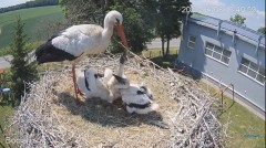 2023-06-08 23_31_10-#Bociany na żywo - #kamera na #gniazdo #Zambrow #WhiteStork #nest #livecam #ptak.jpg