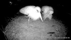 2023-06-13 22_19_07-Projekt Sąsiad Bocian - transmisja na żywo znad gniazda bociana białego w Woli Z.jpg
