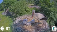 2023-06-14 18_49_51-Baltie stārķi (Ciconia ciconia) Tukuma novadā - LDF tiešraide __ White storks in.jpg